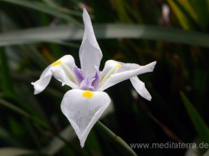 weiße Lilienblüte auf Madeira