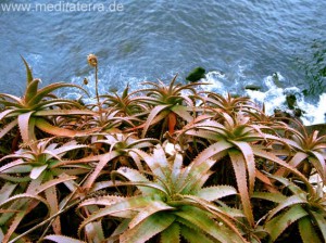 Madeira: Blick auf das Meer