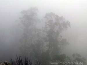 Madeira: Ekalyptusbäume im Nebel