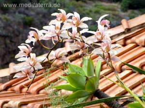 Blühende Orchideen auf Madeira - rosa