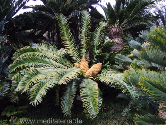 Palenfarn auf der Insel Madeira