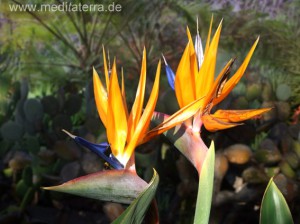 Strelitzienblüten Madeira