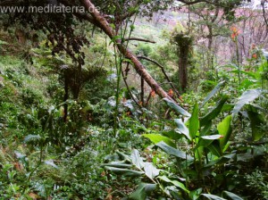 Insel Madeira - subtropische Vegetation