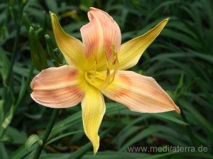 gelb-orange Taglilienblüte auf Madeira