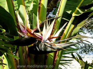 tropische Blütenpflanze - Insel Madeira