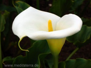 Zimmerkalla auf Madeira