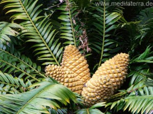 Zapfen eines Palmfarns auf Madeira