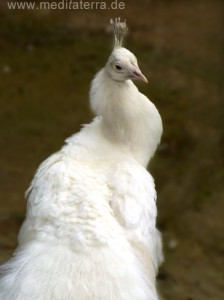 weißer Pfau