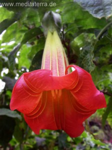 Stechapfel - rote Blüte