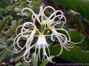 Weiße Nerine - Blüte auf Madeira