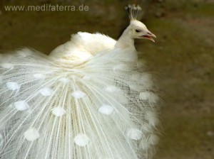 weißer Pfau mit Rad