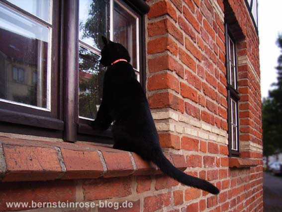 Schwarze Katze am Fenster wie ein Spion