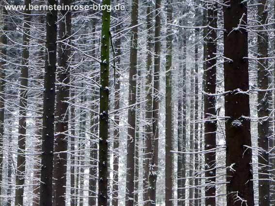 Winterwald im Schnee - verschneite Fichtenstämme