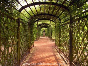 Rosenspalier im Rokokogarten der Dornburger Schlösser