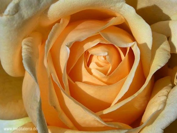 Orangegelbe Rosenblüte - Nahaufnahme