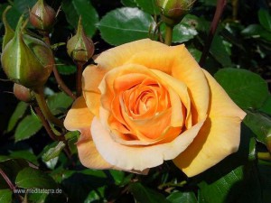 orange Rosenblüte - wahrscheinlich Bernsteinrose - orange Rose