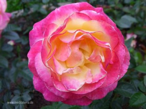 rosenblüte - rosa und leicht gelb gefärbt