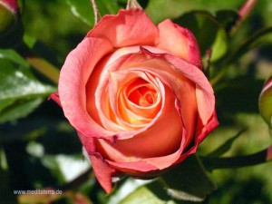 Terrakottarote Rosenblüte - leicht orange