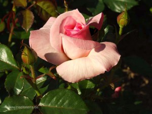 wunderschöne rosa Rosenblüte - gerade erblüht