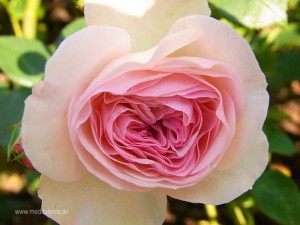 weißrosa Rosenblüte - wunderschön geformt