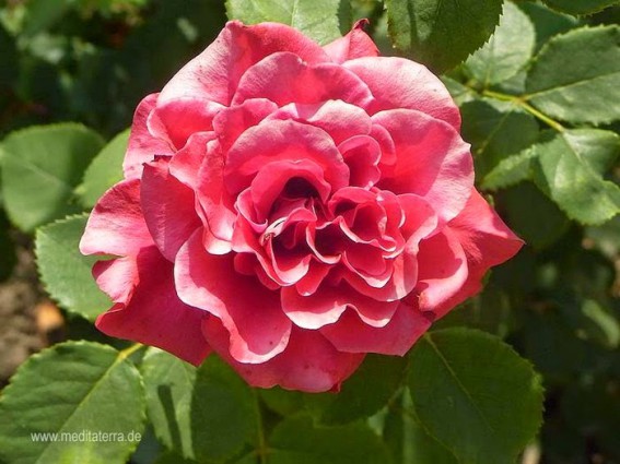 rosenblüte - rot - leicht rosa gefärbt, makroaufnahme