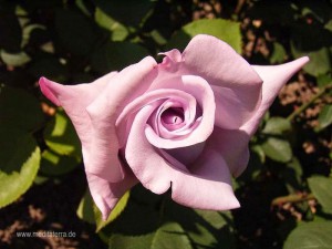 violette Rosenblüte - schön geformt, Nahaufnahme