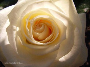 weiße Rosenblüte, verschweigen mit Sonnenlicht und Schatten