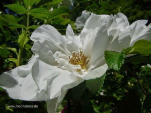 weiße wildrosenblüte - seitlich fotografiert