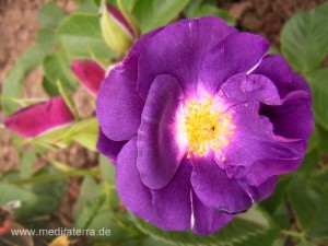 blaue Rosenblüte