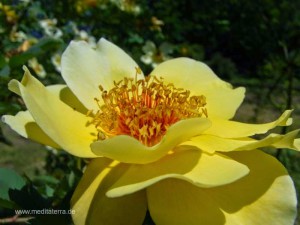 gelbe Wildrosenblüte - seitliche Ansicht