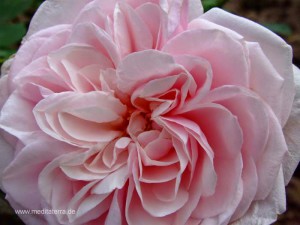 Rosa Roseblüte für einen Glückwunsch mit Rosengedichten bzw. Rosenhaikus