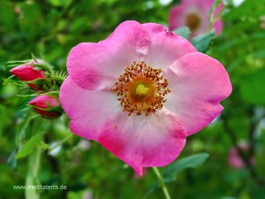 Rosa-weiße Wildrosenblüte