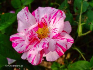 weißrote Wildrosenblüte