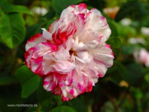 rot-weiße Wildrosenblüte