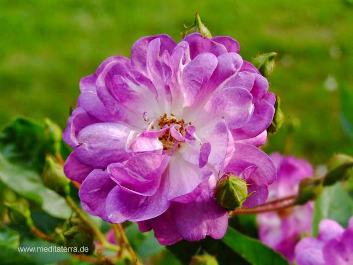 Violette Wildrosenblüte