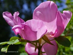 Wildrosenblüte in der Sonne - pinkrosa