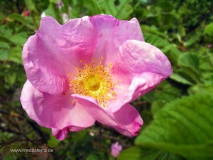 Wildrosenblüte - pinkfarben