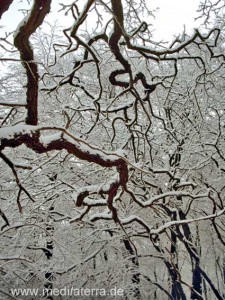 Äste an einem Baum im Winter