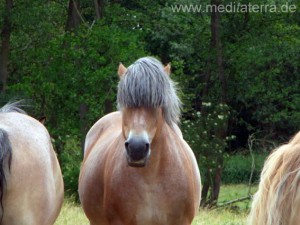 braunes Vollblutpferd mit schönem blauschwarzen Pferdehaar