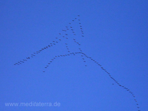 Kraniche im Flug mit der V-Form im Schwarm - blauer klarer Himmel