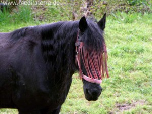 Schwarzes Pferd mit verdeckten Augen auf einer Wiese - Pferdekopf und Hals