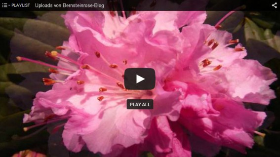 Thumbnail Rhododendronvideo