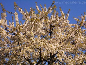 Blütenbaum im Frühjahr