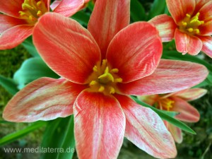 rote Tulpenblüte - weit aufgeblüht