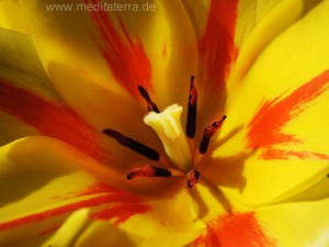 Tulpe - gelb rot mit Narbe und Schatten - Nahaufnahme