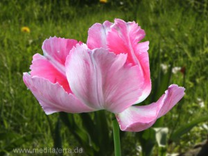 Rosa Tulpenblüte - gefiedert