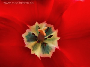 Rote Tulpenblüte mit gelb bläulicher Färbung an der Narbe