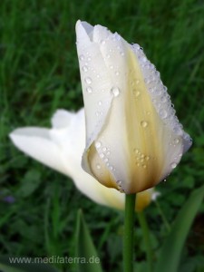 Weiße Tulpe mit Wassertropfen