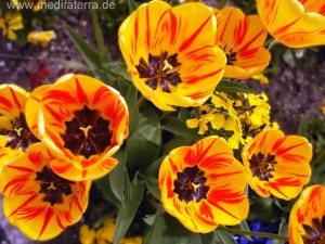 gelbes Tulpenbeet mit rotgeflammten Blüten