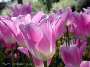 Tulpenbeet mit violetten Tulpen